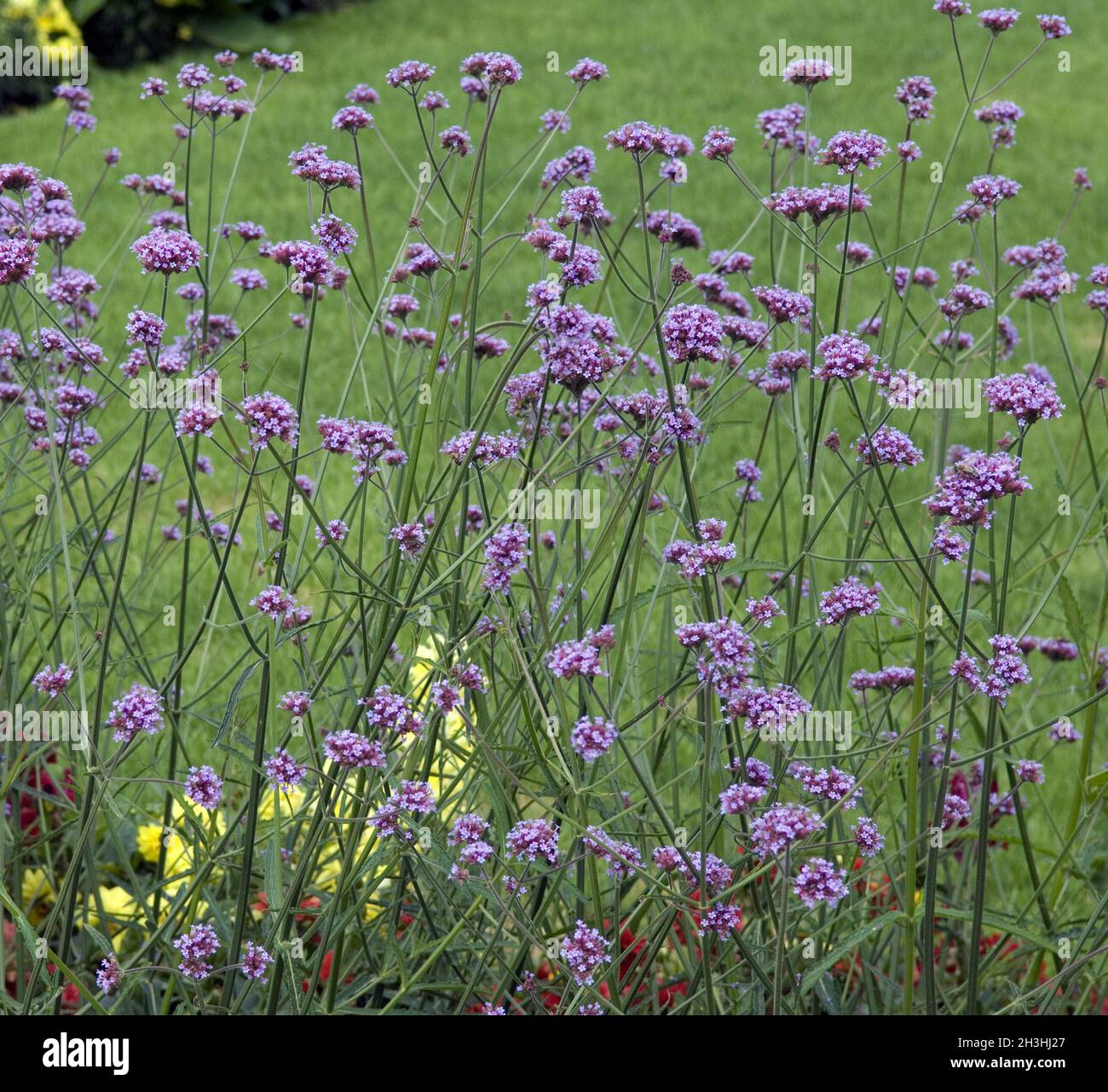 Verbena Foto Stock