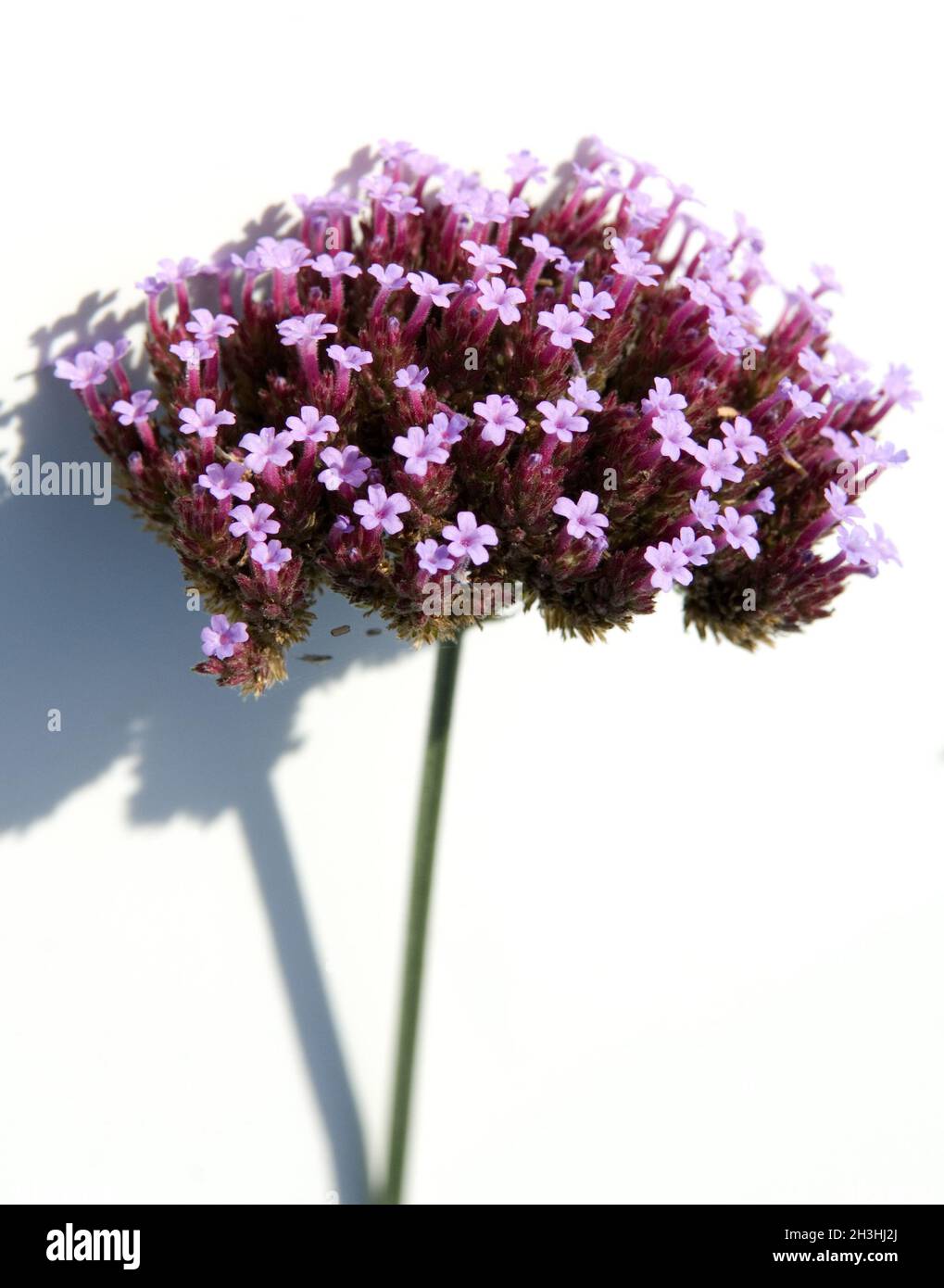 Verbena Foto Stock