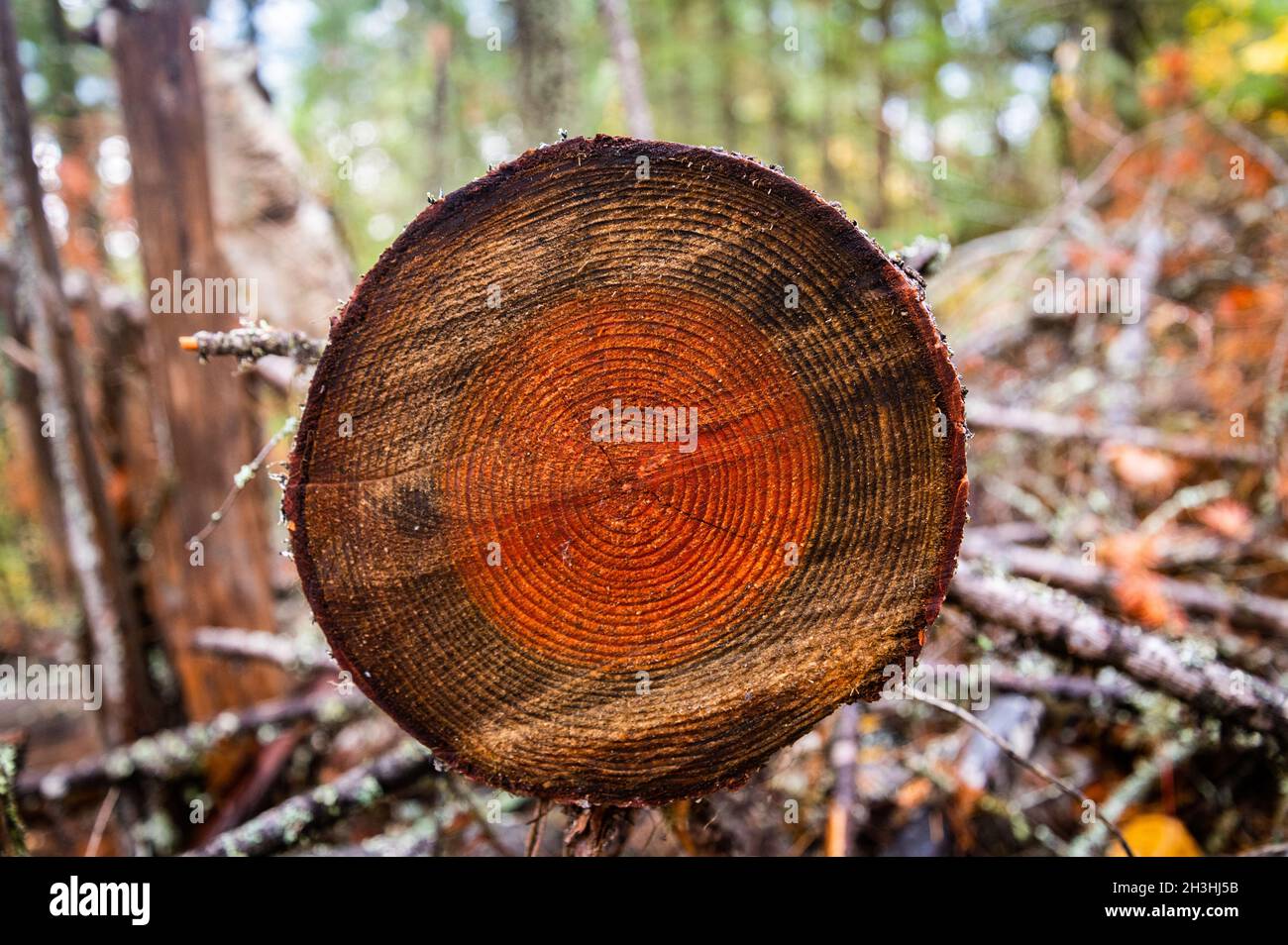 Gli anelli arancioni di colore naturale mostrano l'età di un pino sgranato su un sentiero nelle montagne vicino al lago Shuswap nella Columbia Britannica, Canada. Foto Stock