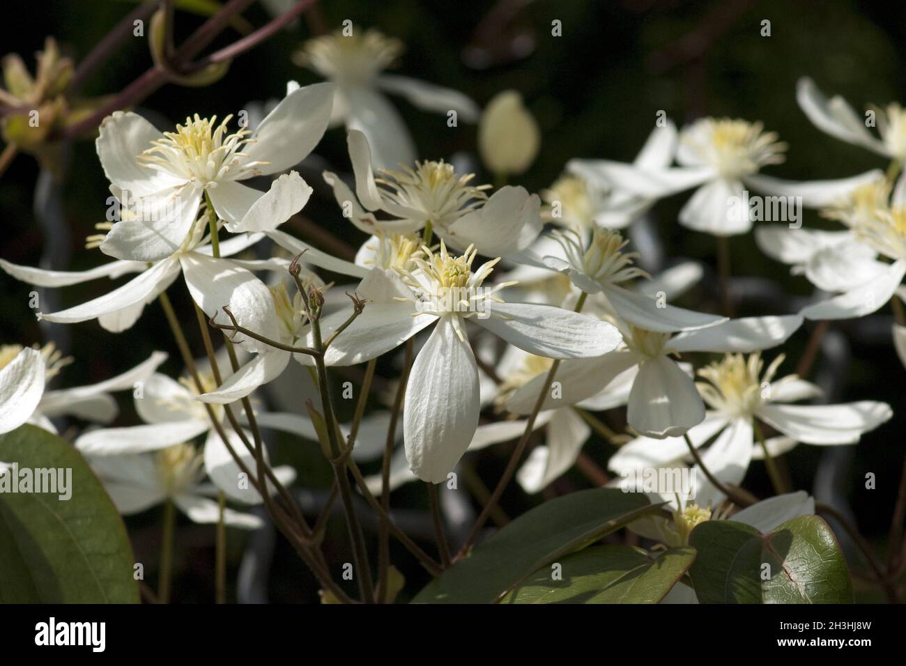 Armands, Waldrebe, Clematis Foto Stock