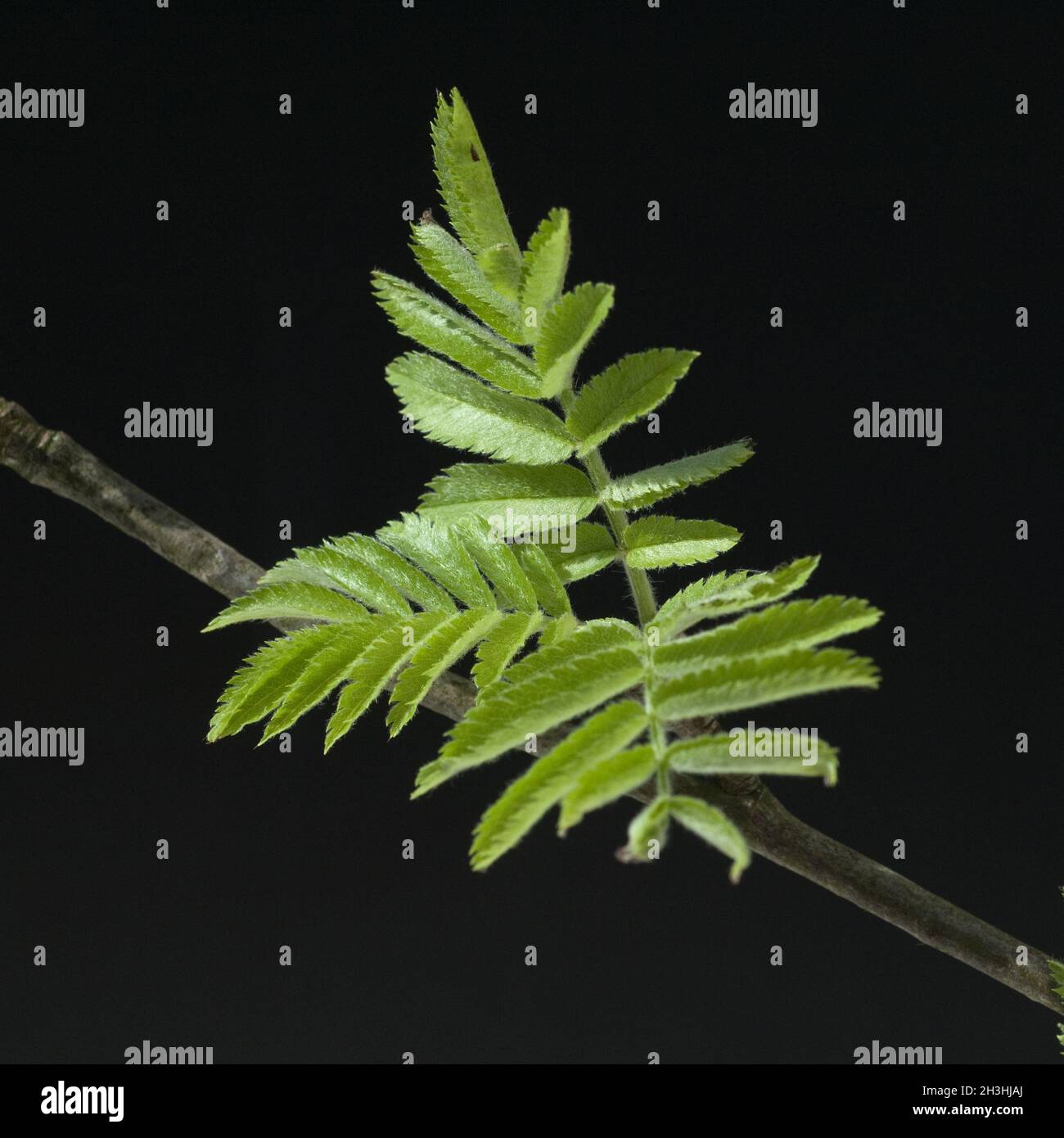 Foglie di cenere; comune; cenere; Foto Stock