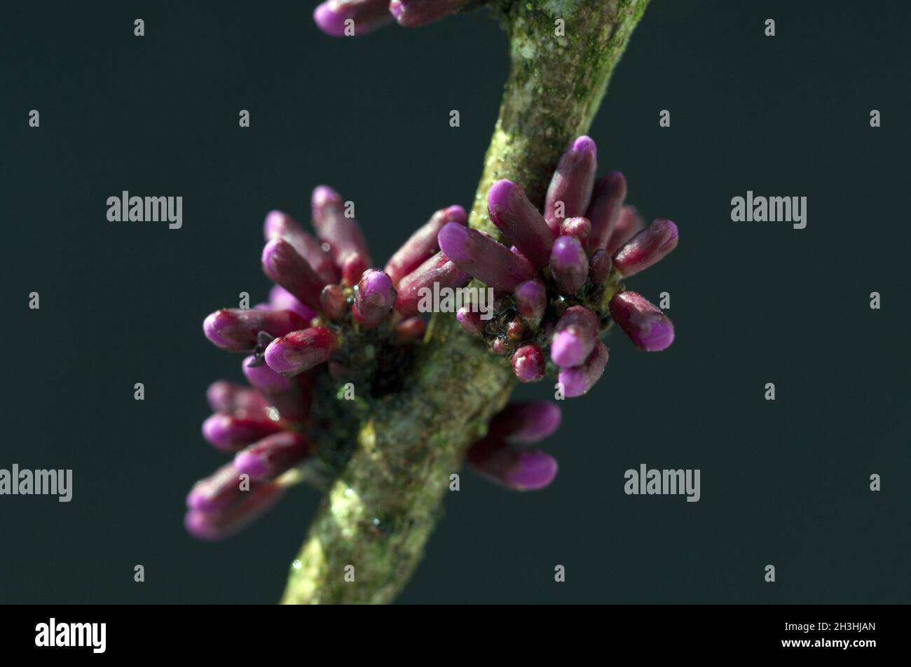 Chinesischer, Judasbaum, Cercis, chinensis, Foto Stock