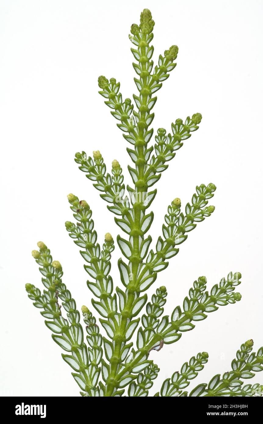 Hiba, Hiba albero di vita, Thujopsis, dolabrata, Foto Stock