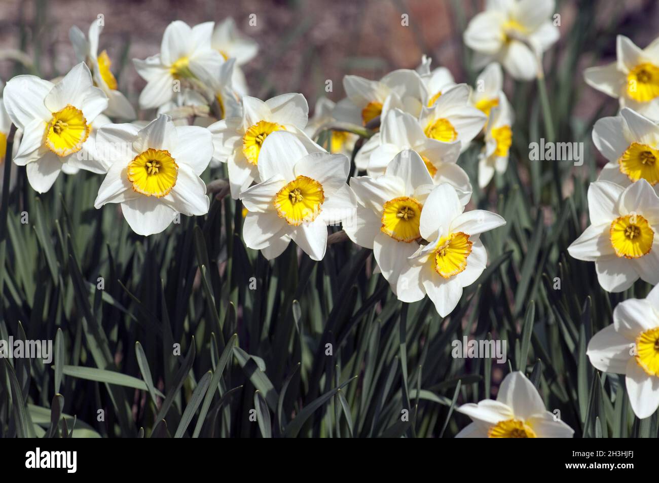 Incomparabile; Narciso; Narciso x incomparabilis; Foto Stock