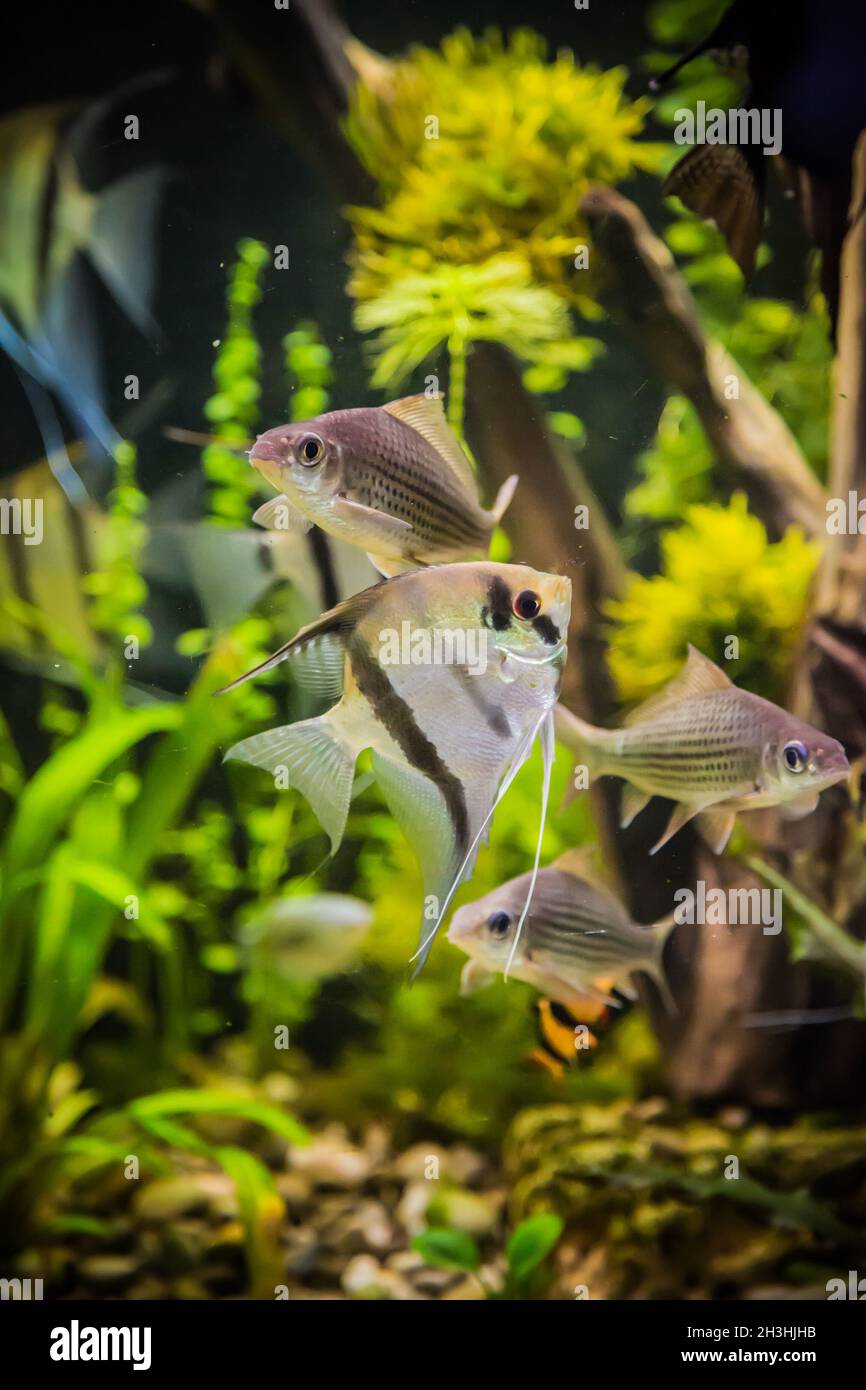 Acquario d'acqua dolce con pesce pterophyllum scalare Foto Stock