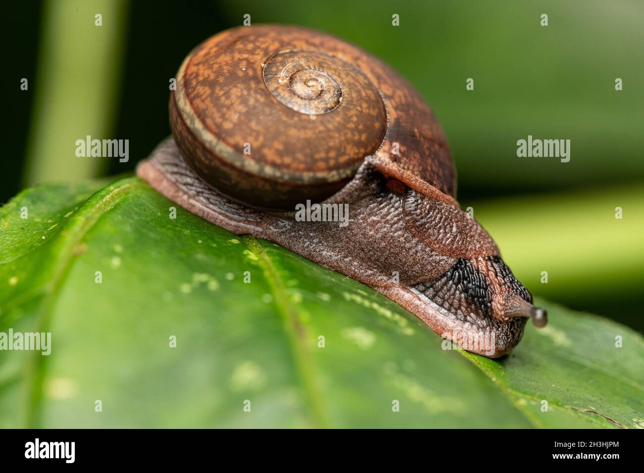 Pleurodonte guadeloupensis è una specie di lumaca tropicale terrestre che respira aria su una pianta verde Foto Stock
