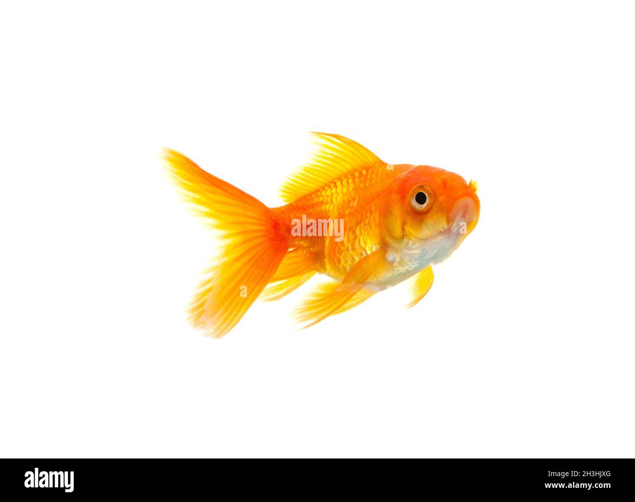 Pesce rosso Foto Stock