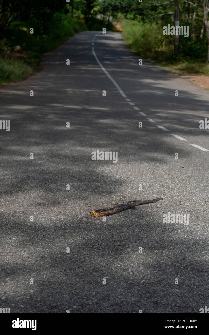 Serpente di ratto ucciso su strada da un veicolo che corre sopra il serpente. Foto Stock