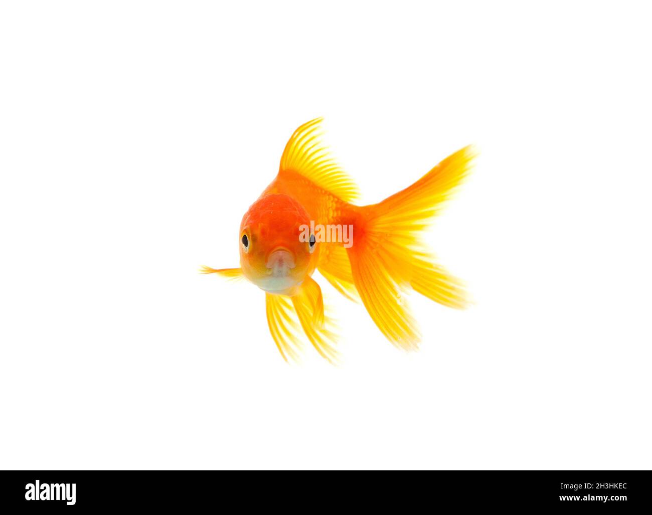 Pesce rosso Foto Stock