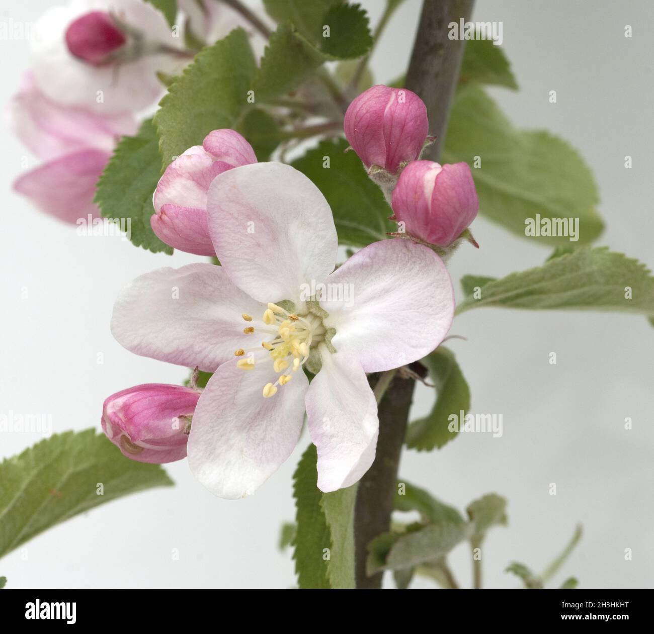 Fiori di mela; Malus Foto Stock