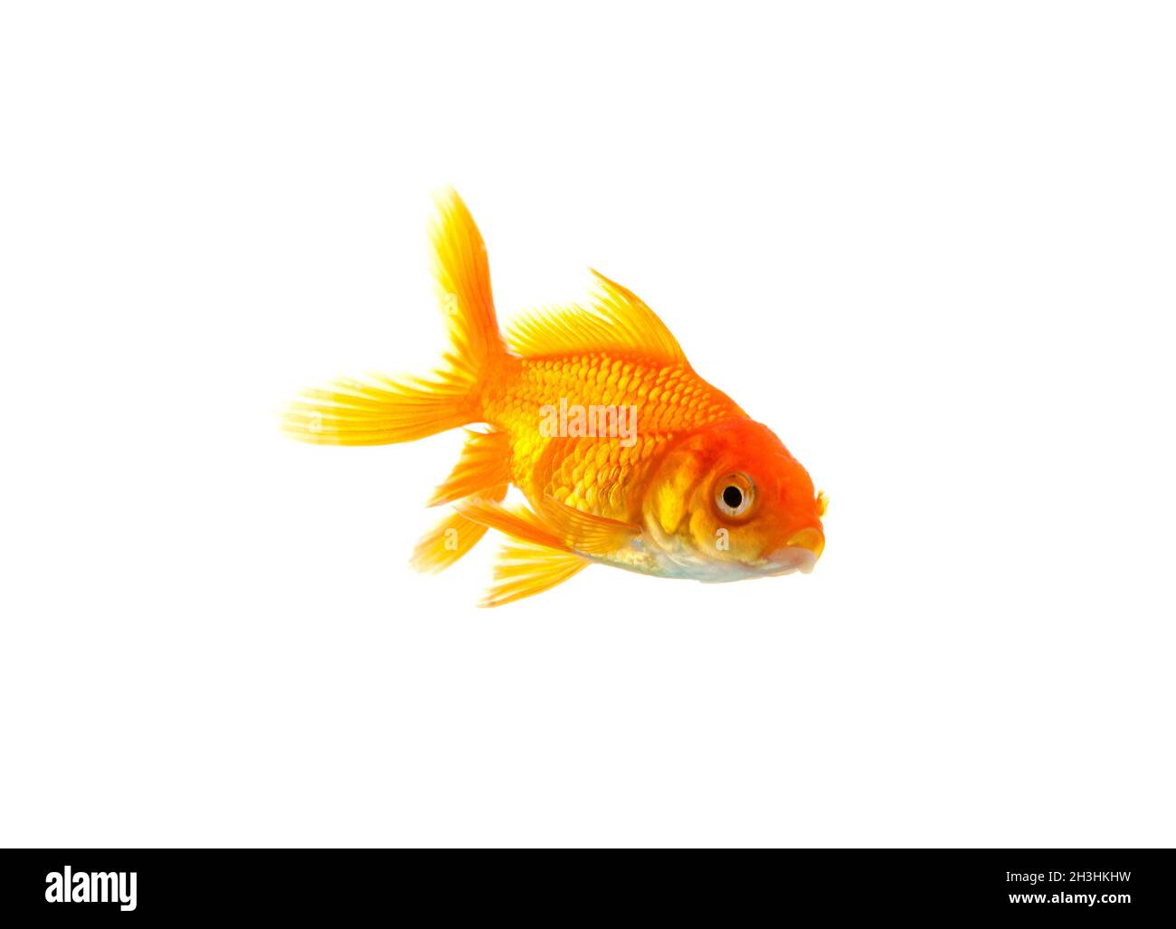 Pesce rosso Foto Stock