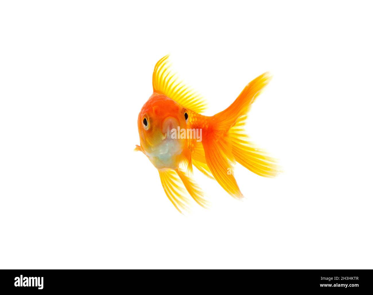 Pesce rosso Foto Stock