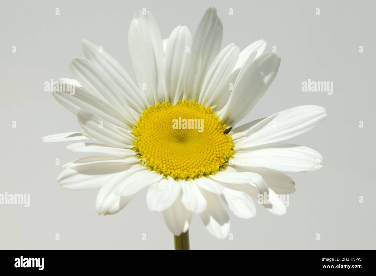 Margariti; margherite; Leuchanthemum; vulgare; Foto Stock