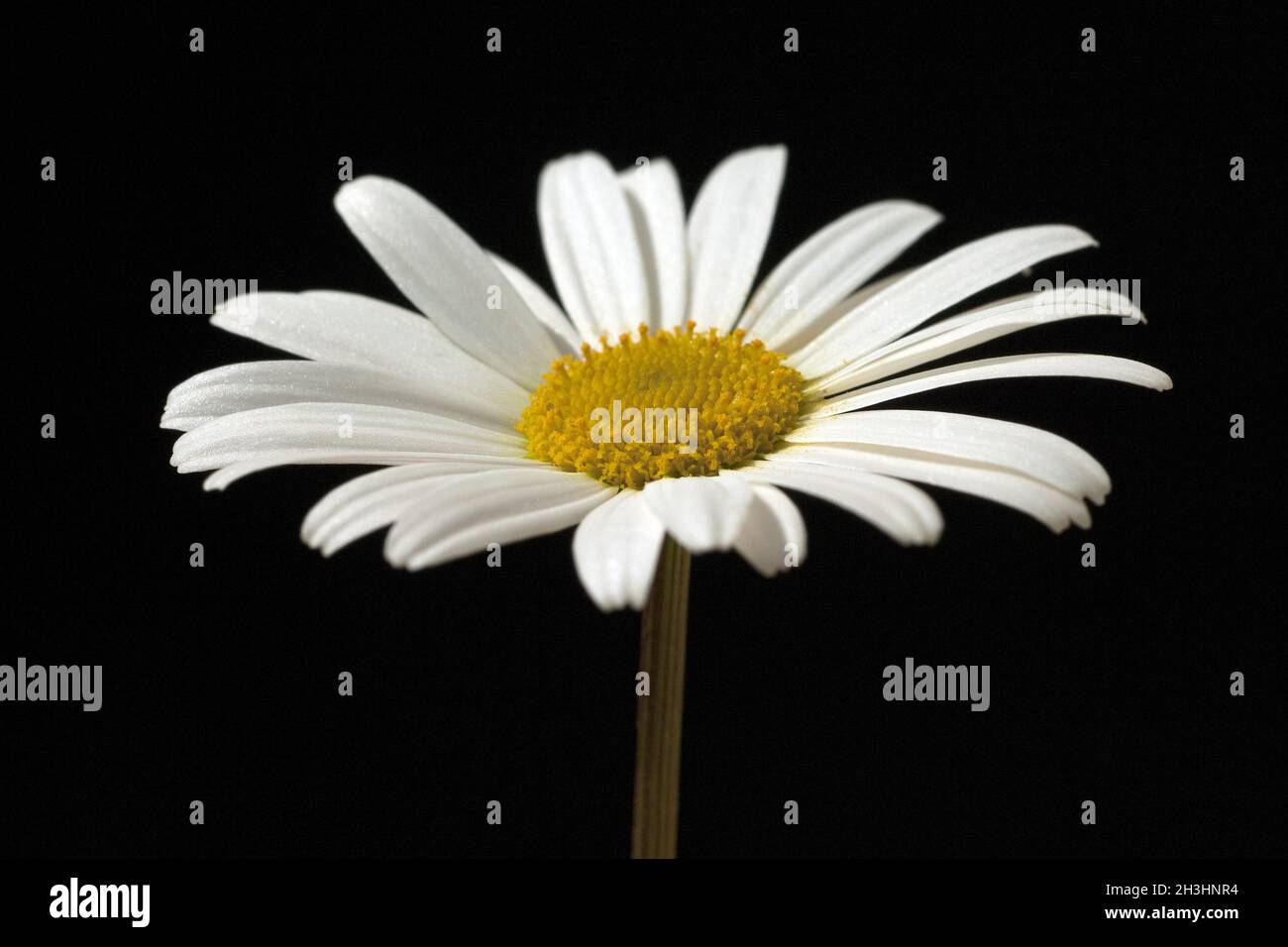 Margariti; margherite; Leuchanthemum; vulgare; Foto Stock