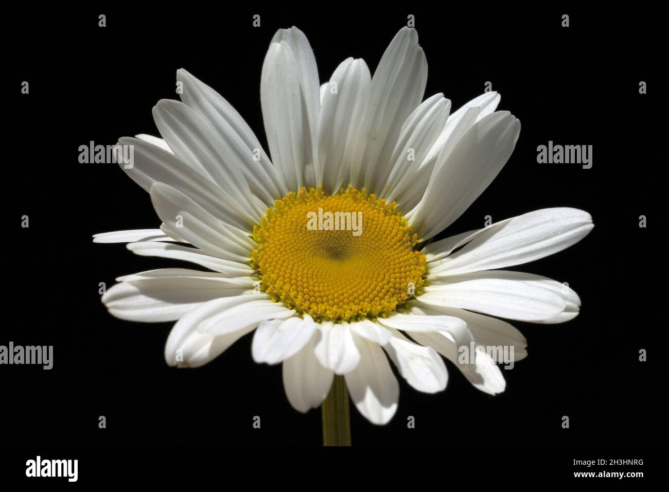 Margariti; margherite; Leuchanthemum; vulgare; Foto Stock