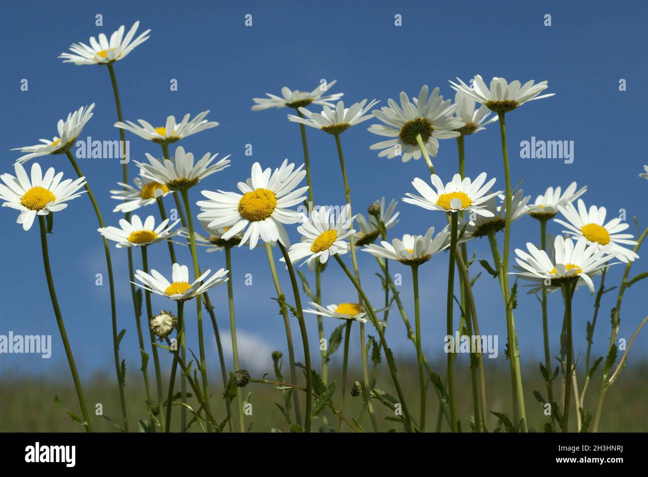 Prato di fiori, margherite, bluebells, Foto Stock