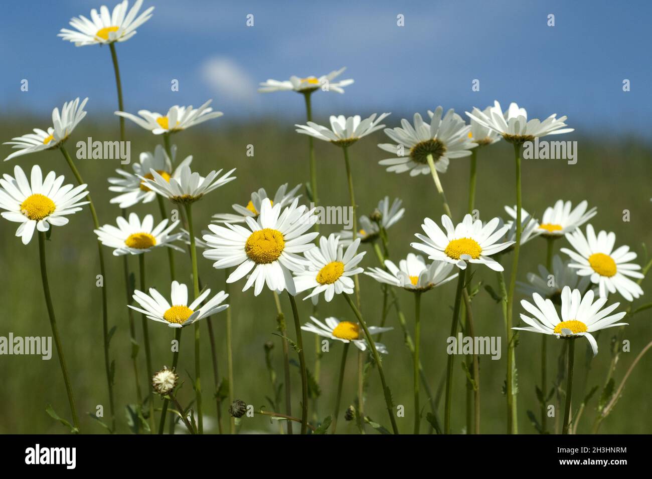 Prato di fiori, margherite, bluebells, Foto Stock