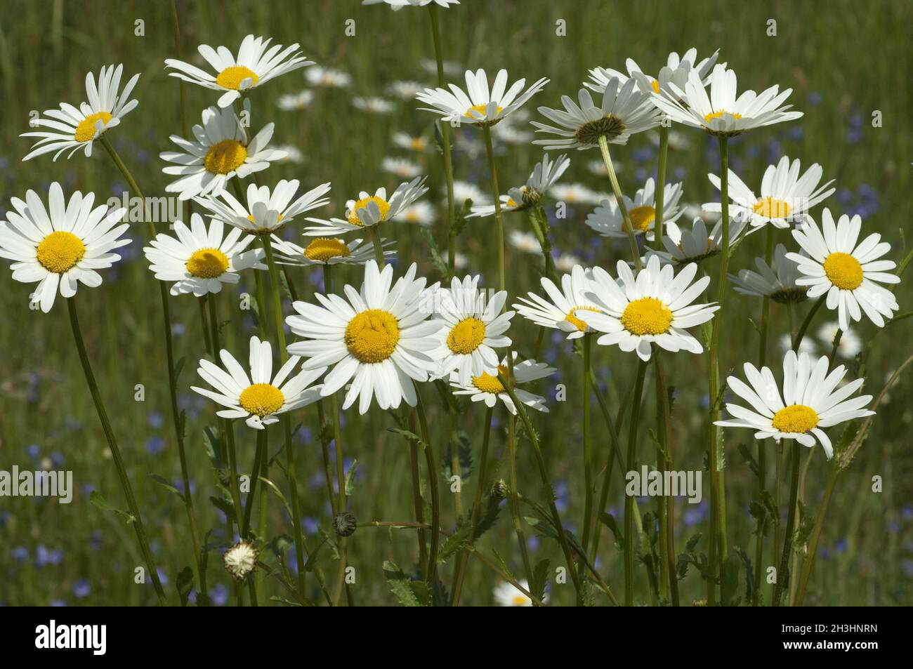 Prato di fiori, margherite, bluebells, Foto Stock