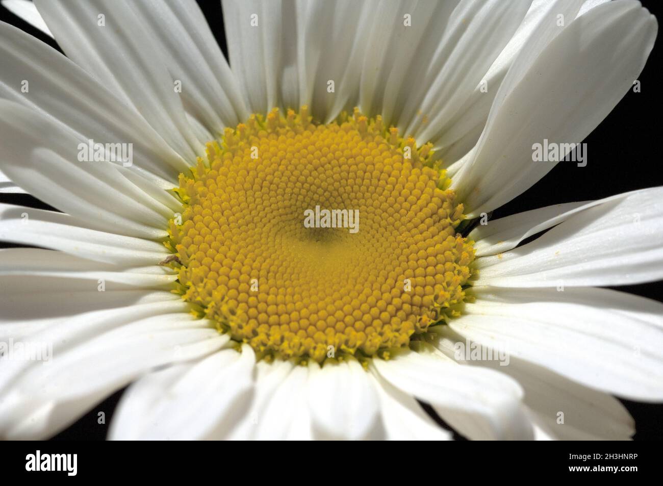 Margariti; margherite; Leuchanthemum; vulgare; Foto Stock