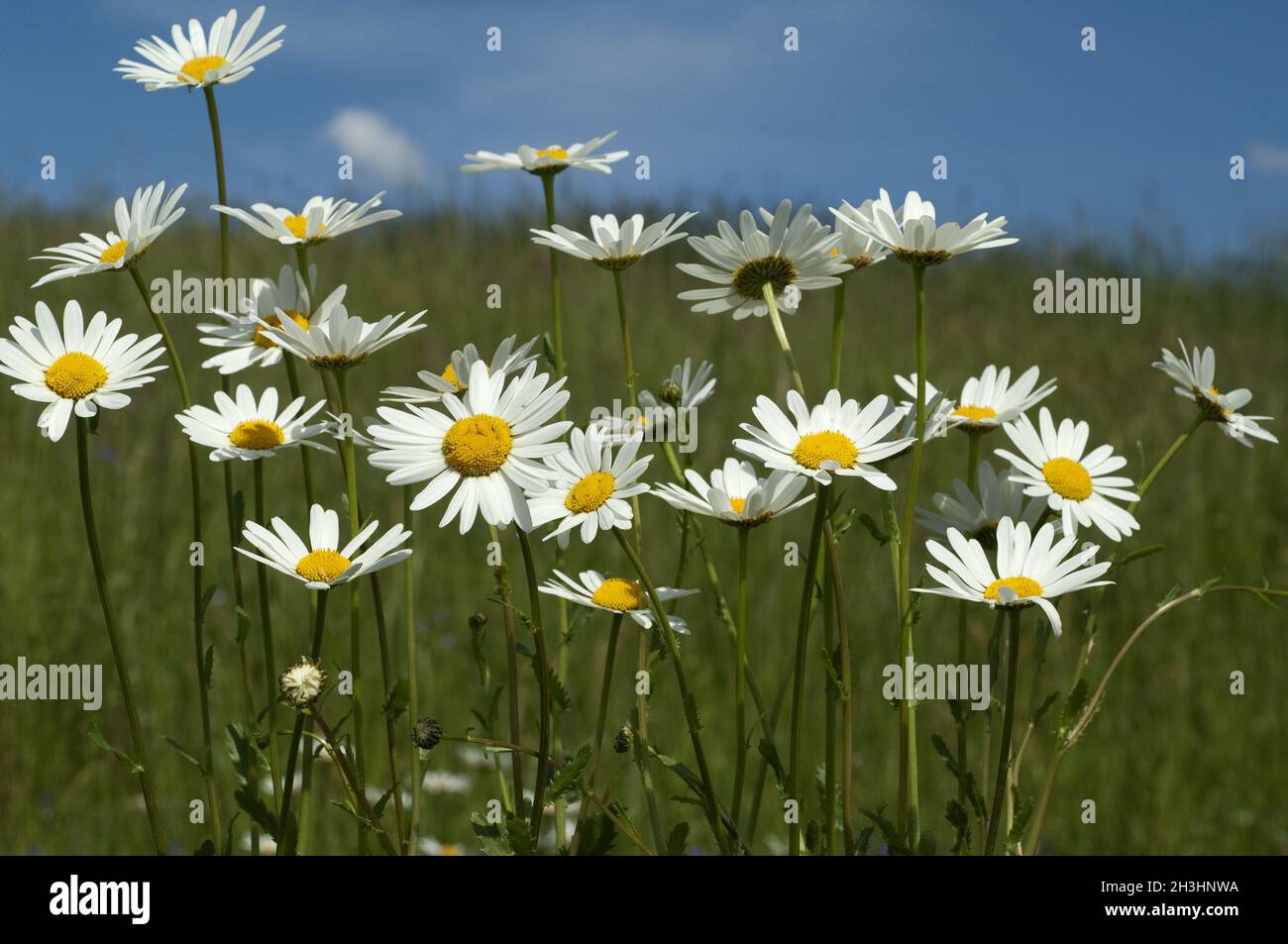 Prato di fiori, margherite, bluebells, Foto Stock