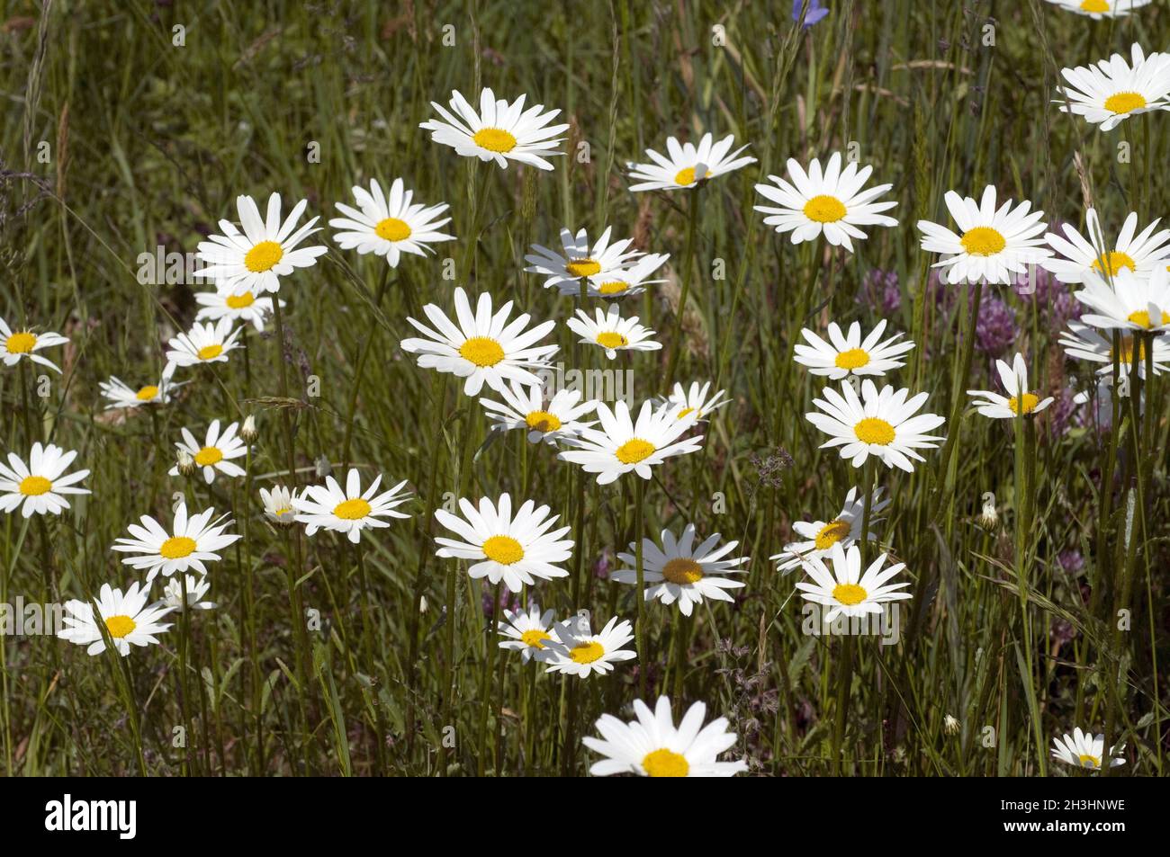 Prato di fiori, margherite, bluebells, Foto Stock