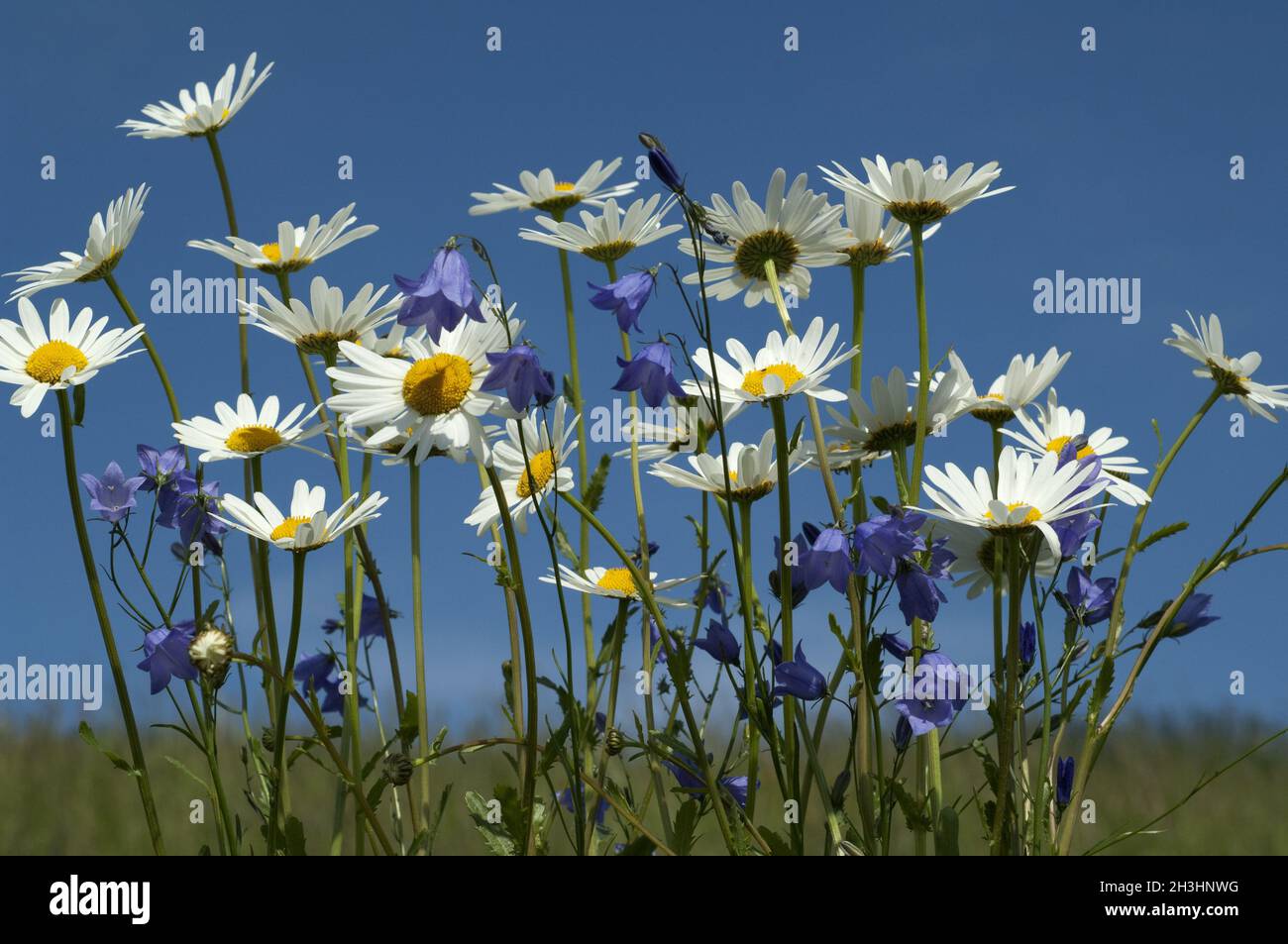 Prato di fiori, margherite, bluebells, Foto Stock