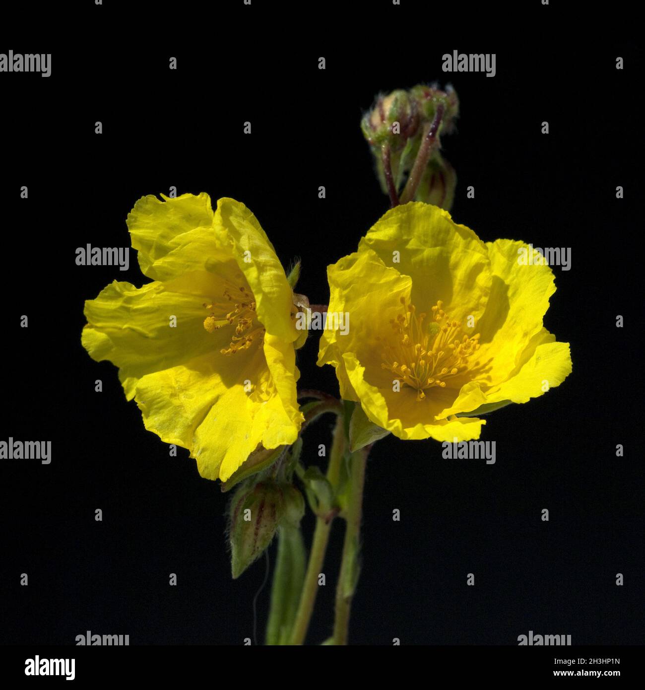 Girasole; eliantemo, nummularium; Foto Stock