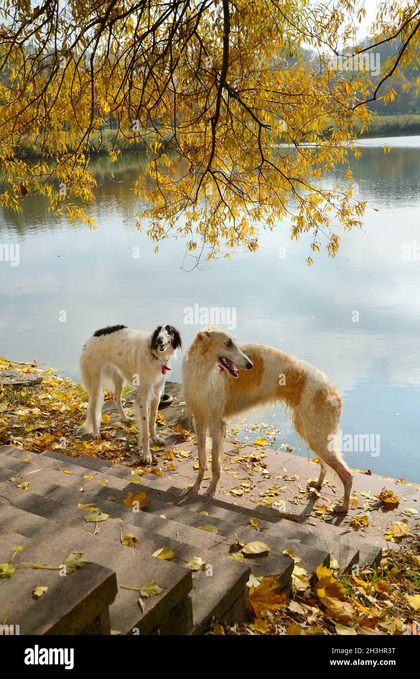 Due wolfhounds russi Foto Stock