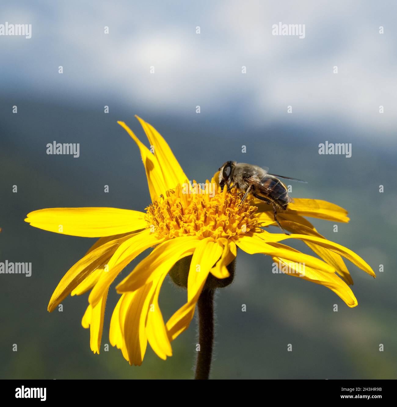 Arnica; Arnica montana; stabilimento montano; Foto Stock