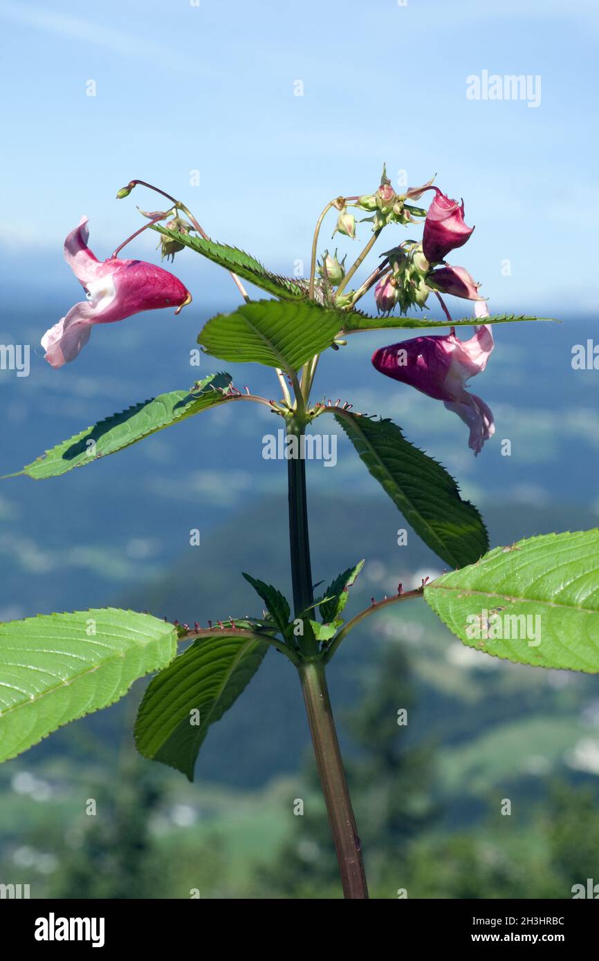 Druesiges Springkraut; Impatiens glandulifera,; Holly; Bachbluetentherapie; Foto Stock