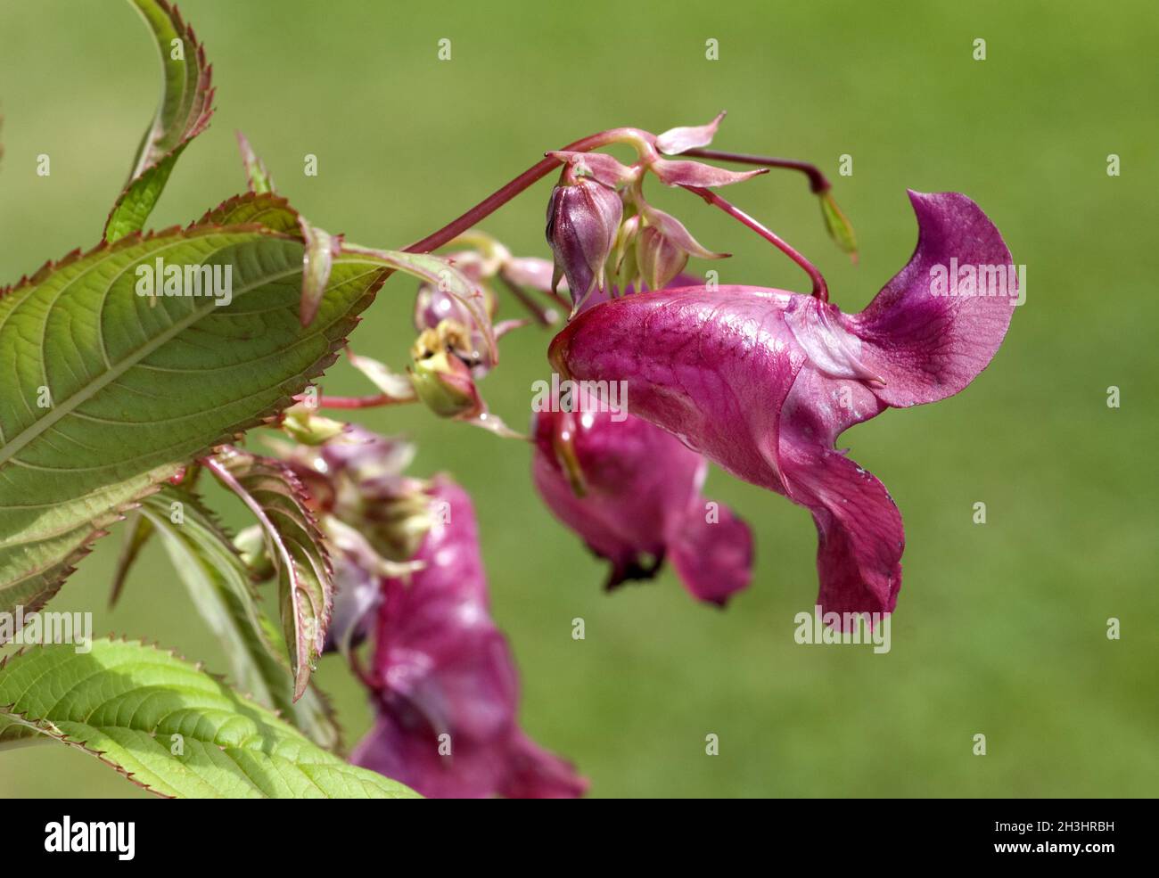 Druesiges Springkraut; Impatiens glandulifera,; Holly; Bachbluetentherapie; Foto Stock