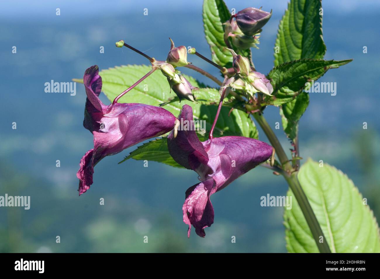 Druesiges Springkraut; Impatiens glandulifera,; Holly; Bachbluetentherapie; Foto Stock