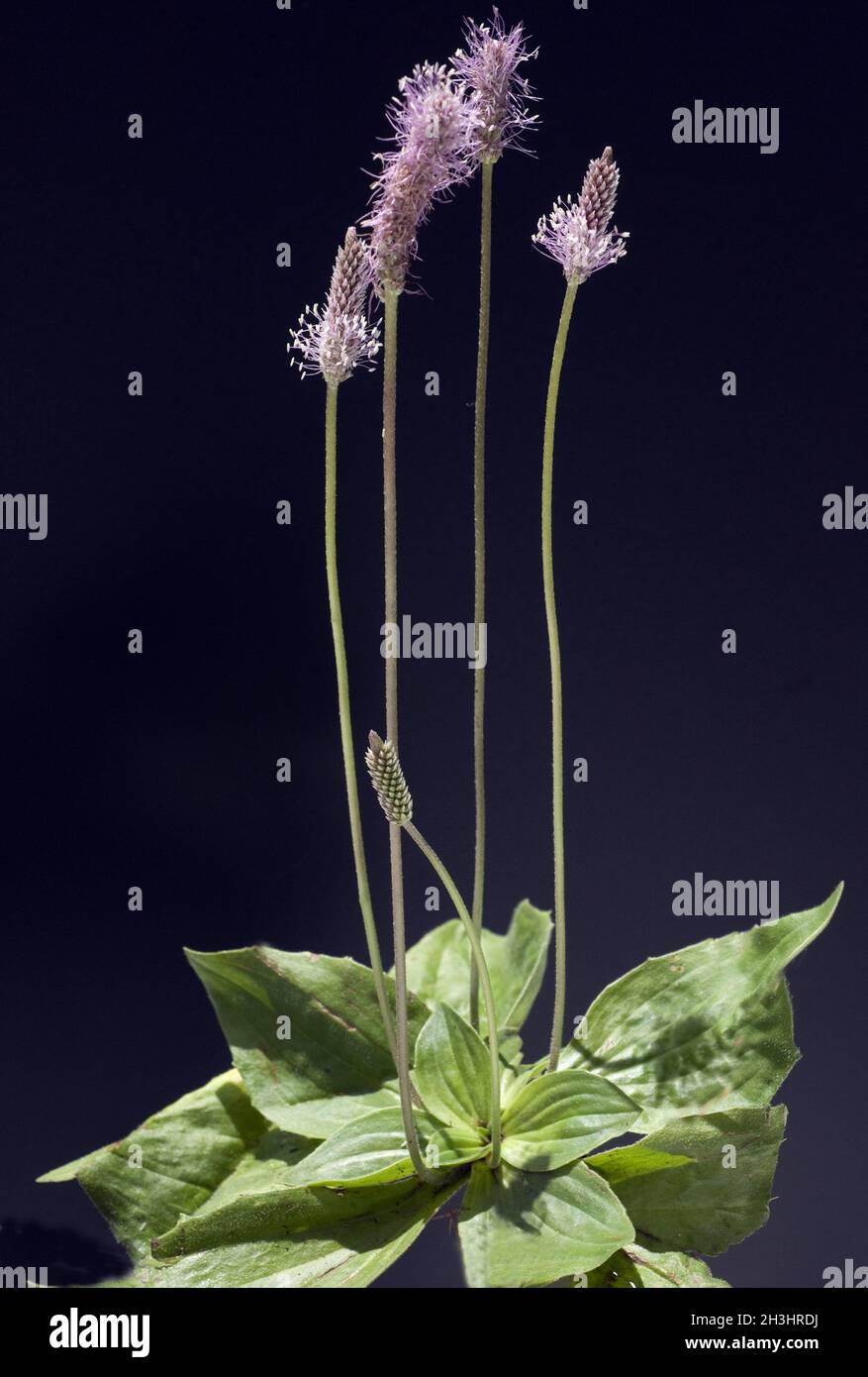 Medio, plantain, plantago, media, Foto Stock