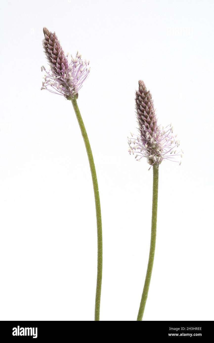 Medio, plantain, plantago, media, Foto Stock