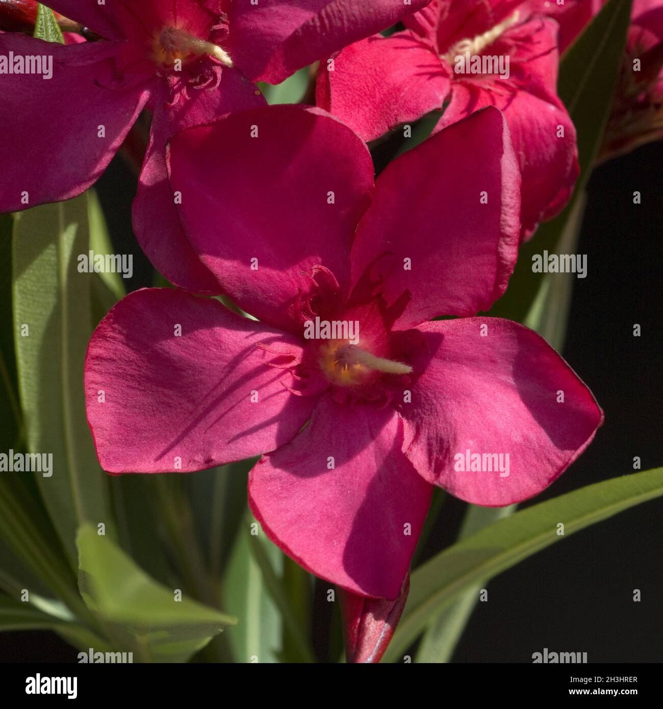 Oleandro; Nerium; Foto Stock