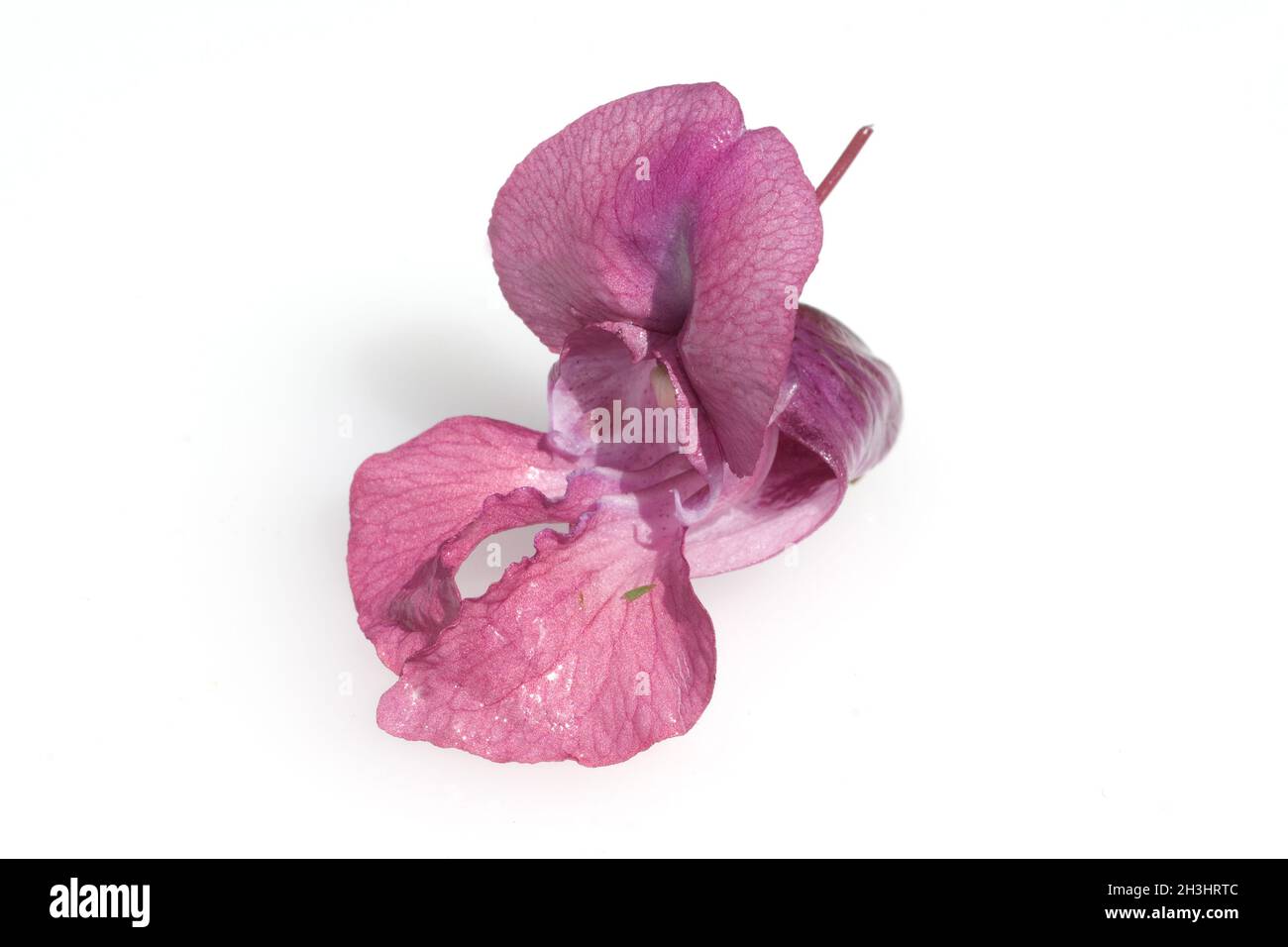 Druesiges Springkraut; Impatiens glandulifera,; Holly; Bachbluetentherapie; Foto Stock