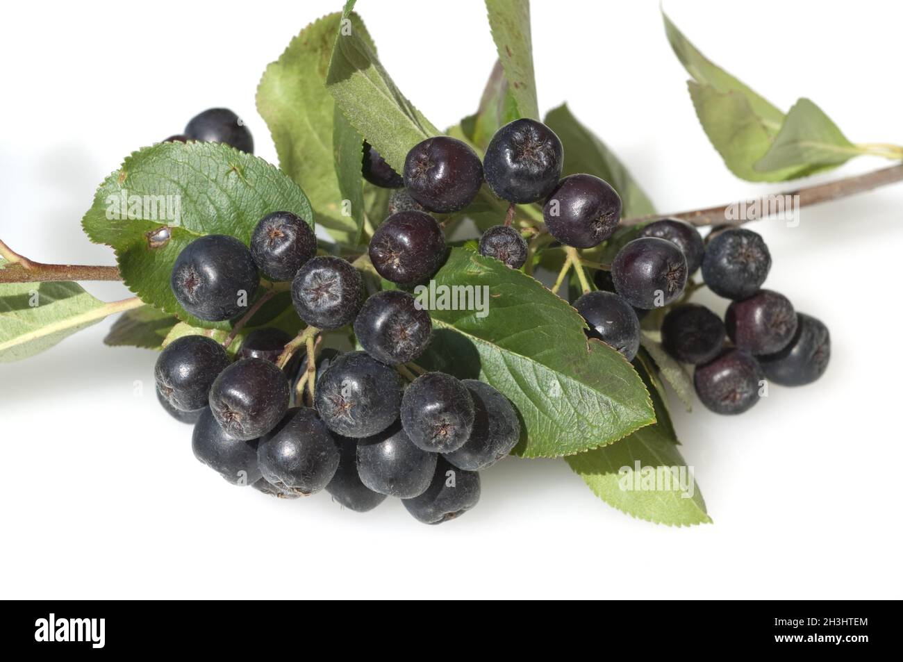 Appleberry; chokeberry; nero; Foto Stock