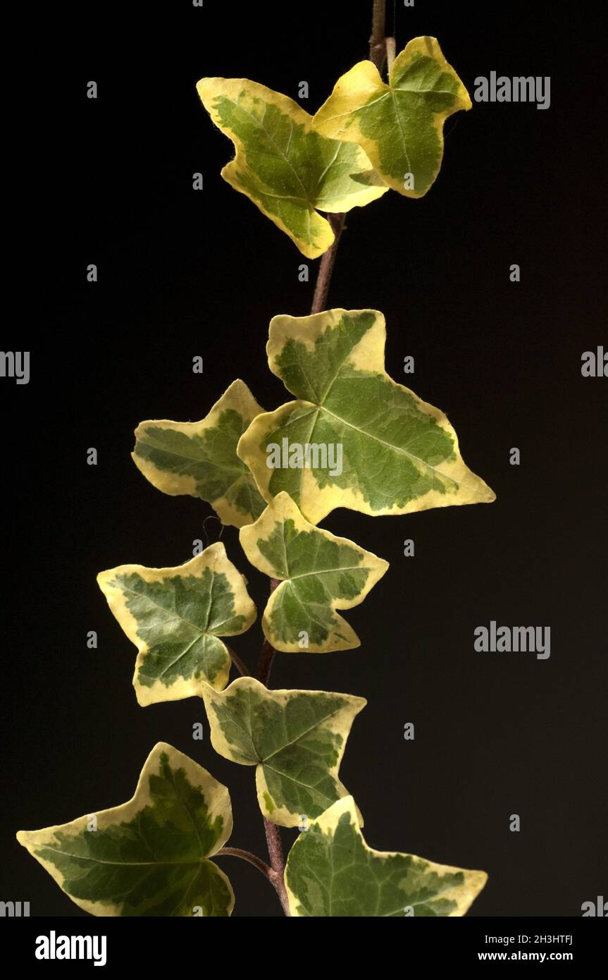 Ivy; Hedera, elica; foglia; Foto Stock