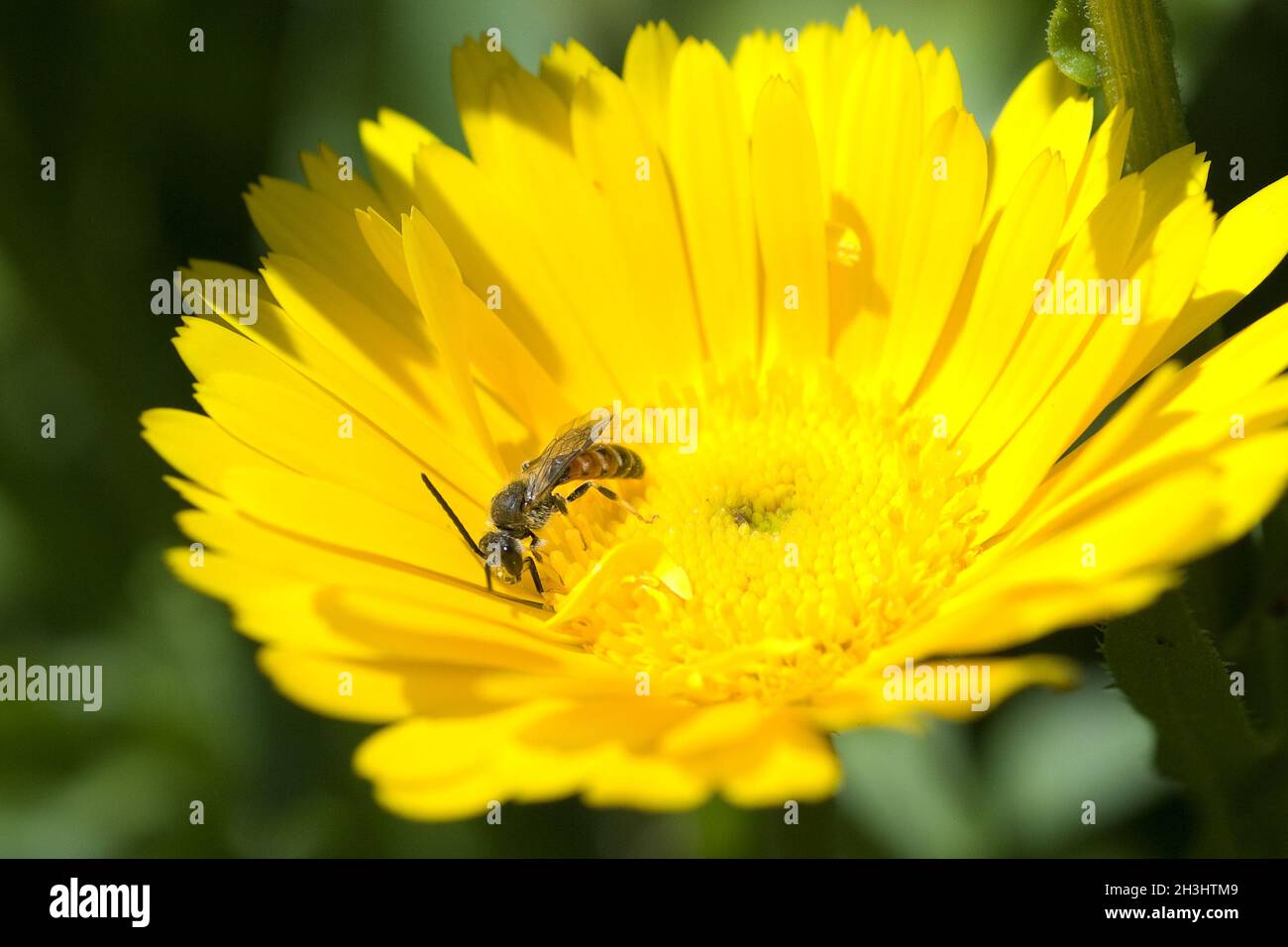 Ape selvatica; ape di Loecher; ape di Solitaer; api selvatiche; Apoidea; Foto Stock