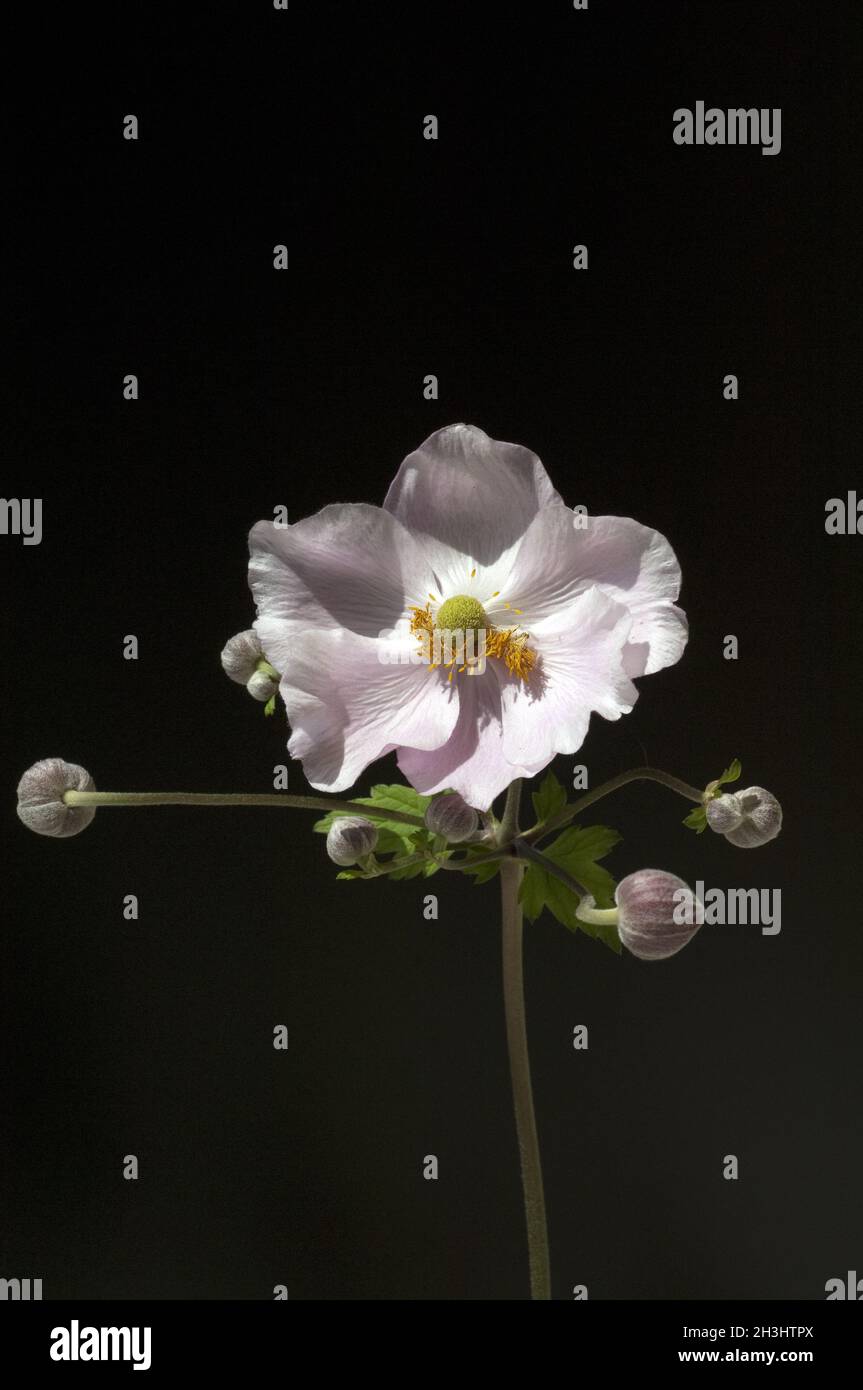 Anemone autunnale, anemone, giapponese, tomentosa, Foto Stock