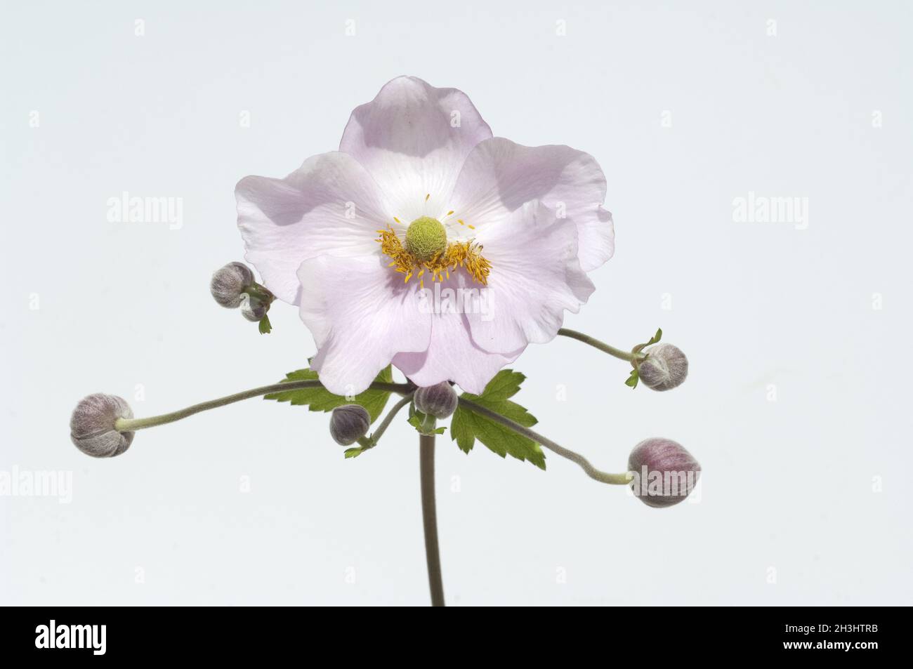 Anemone autunnale, anemone, giapponese, tomentosa, Foto Stock