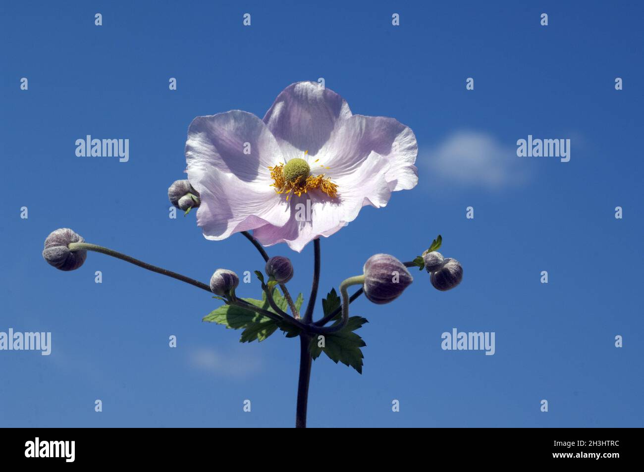 Anemone autunnale, anemone, giapponese, tomentosa, Foto Stock