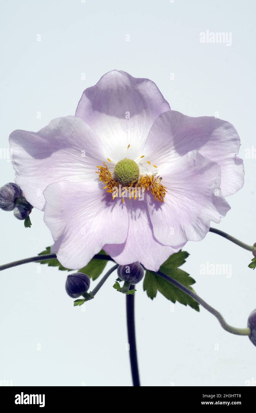 Anemone autunnale, anemone, giapponese, tomentosa, Foto Stock