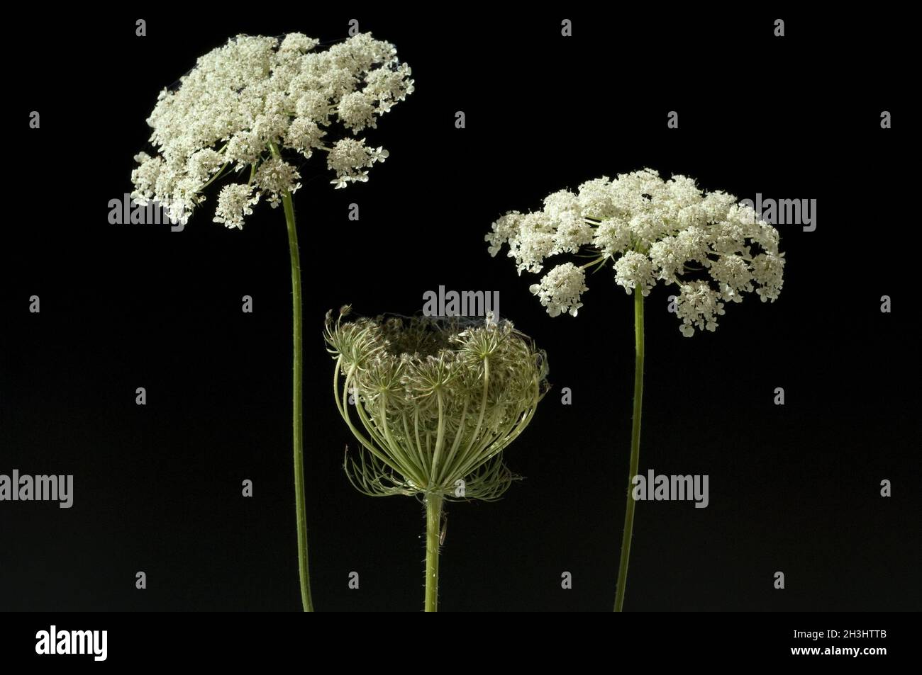 Wilde, Moehre; Bluete; Blueten; Daucus Carota;; Foto Stock
