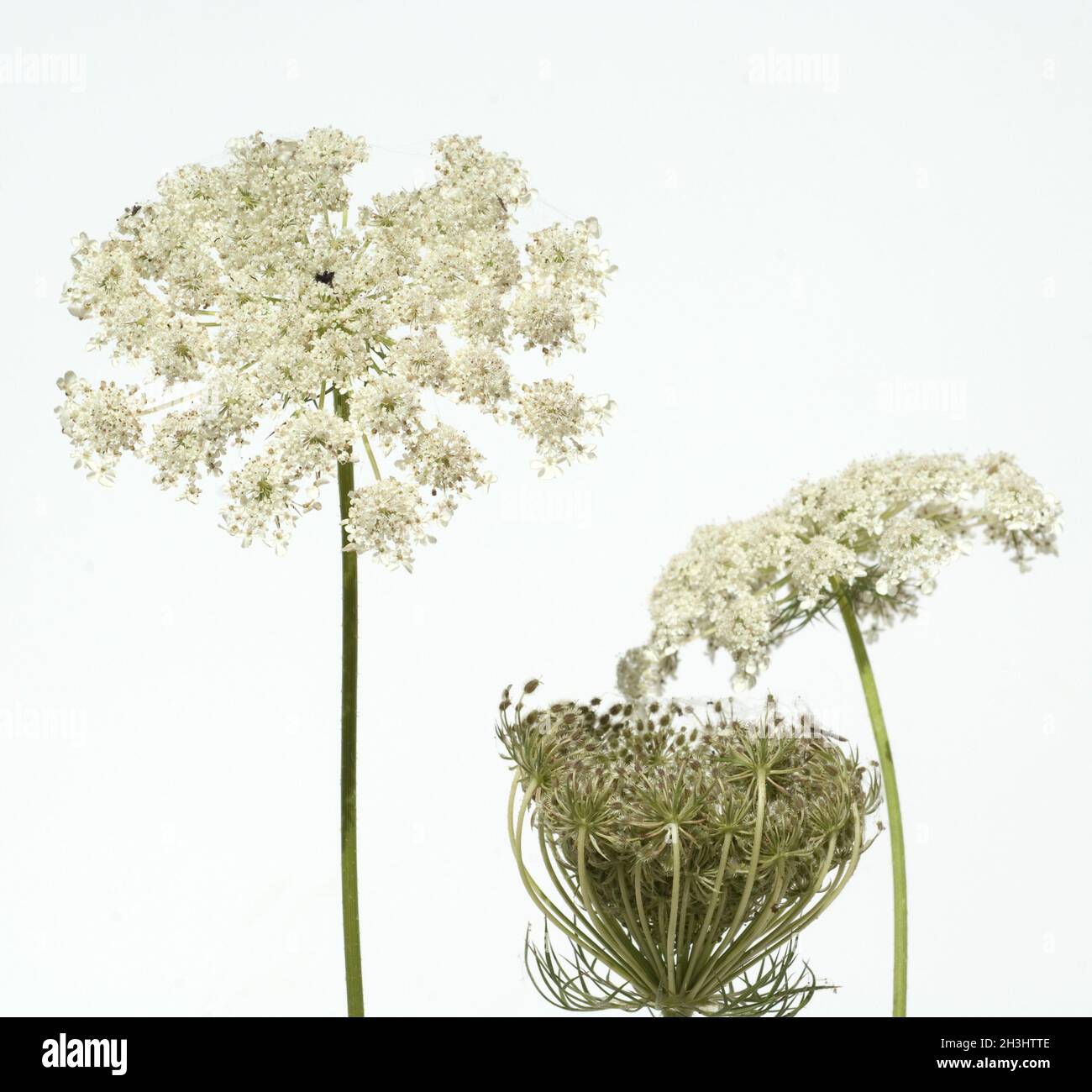 Wilde, Moehre; Bluete; Blueten; Daucus Carota;; Foto Stock