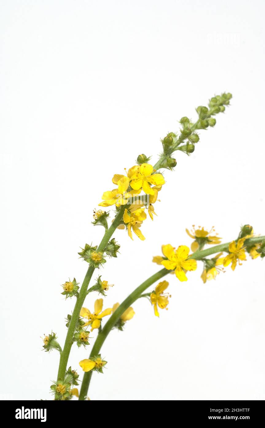 Odermenning; Agrimonia, Eupatoria; Agrimonia; Bachbluete; Foto Stock