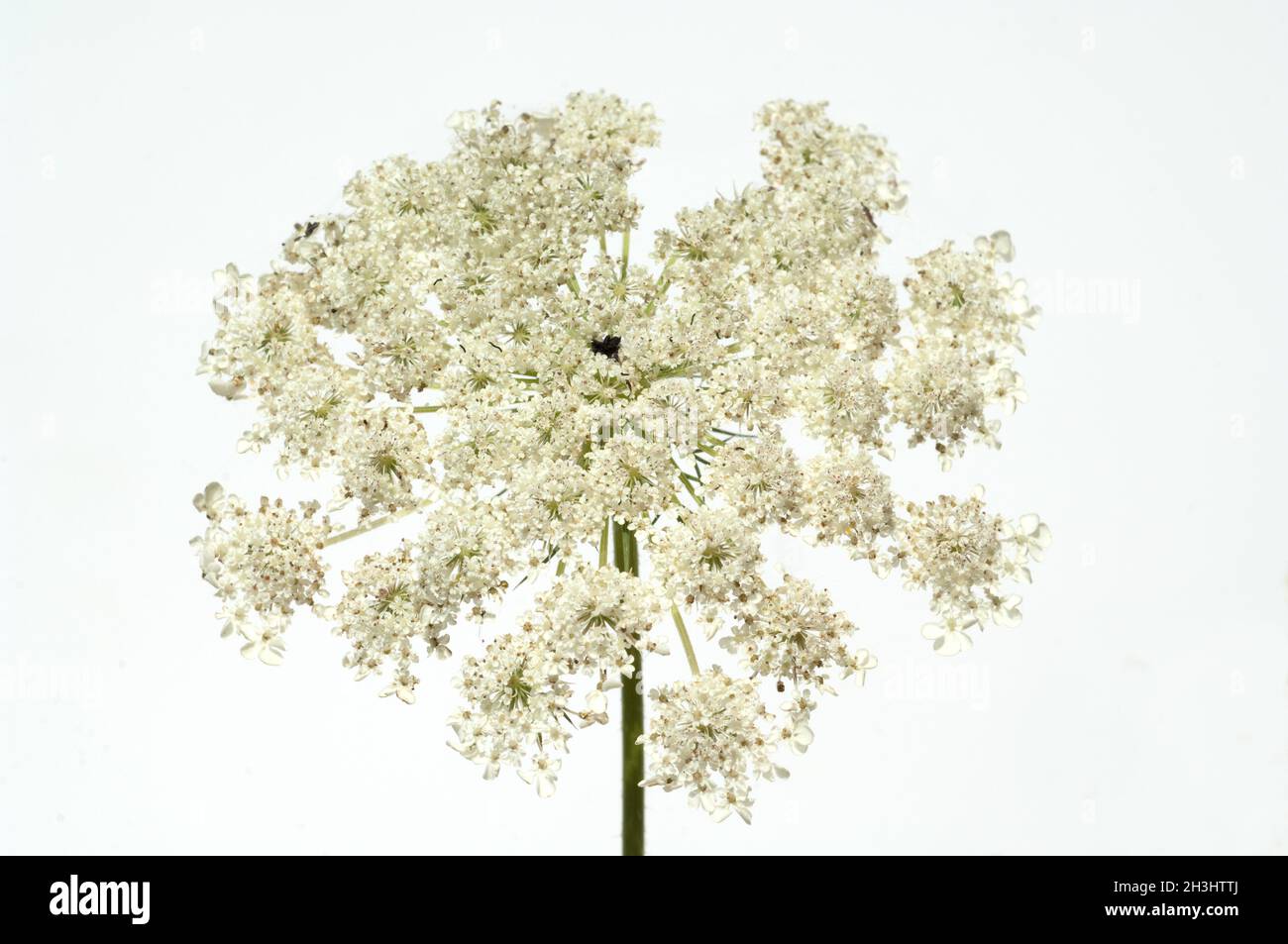 Wilde, Moehre; Bluete; Blueten; Daucus Carota;; Foto Stock