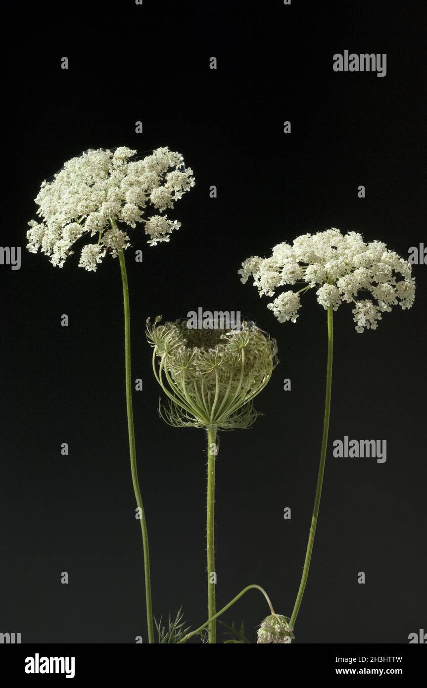 Wilde, Moehre; Bluete; Blueten; Daucus Carota;; Foto Stock