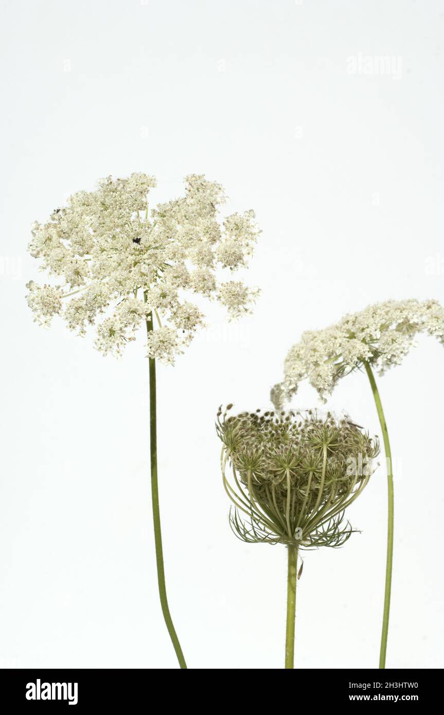 Wilde, Moehre; Bluete; Blueten; Daucus Carota;; Foto Stock