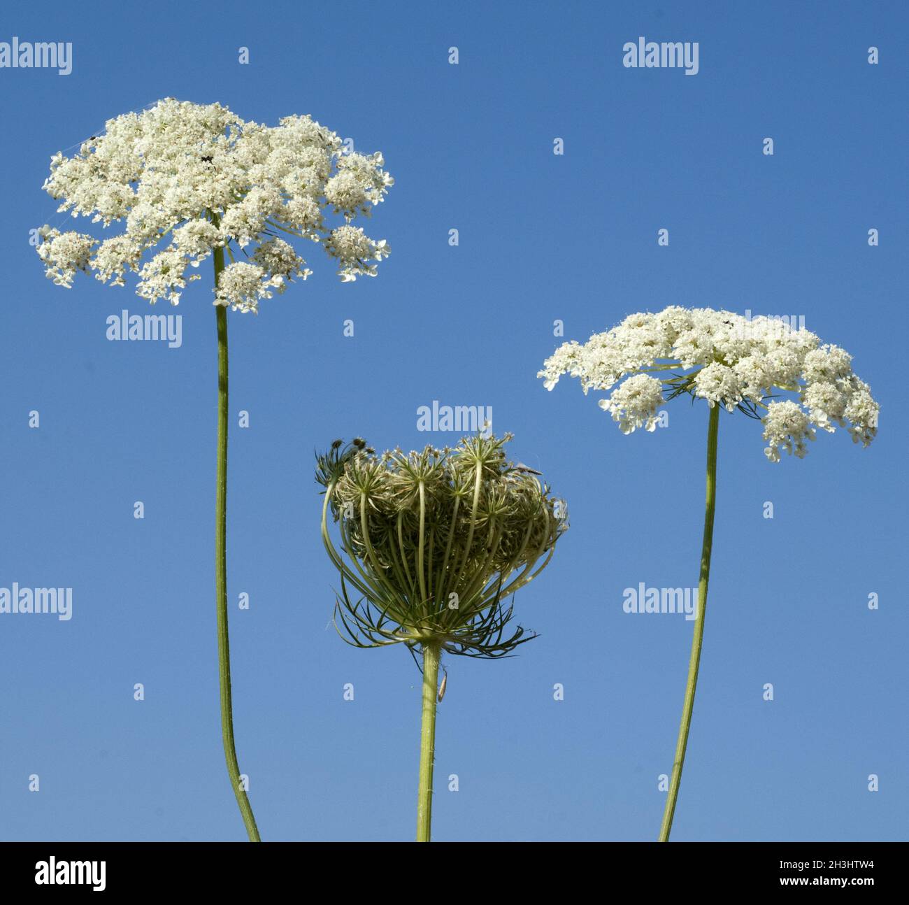 Wilde, Moehre; Bluete; Blueten; Daucus Carota;; Foto Stock